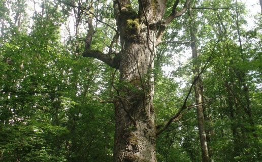 1_Zudermano -+uolas_r1.jpg